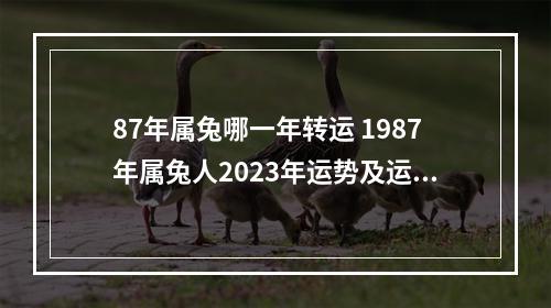 87年属兔哪一年转运 1987年属兔人2023年运势及运程