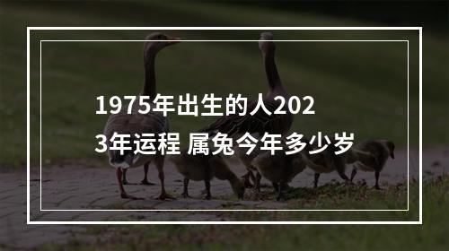 1975年出生的人2023年运程 属兔今年多少岁