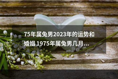 75年属兔男2023年的运势和婚姻 1975年属兔男几月出生好