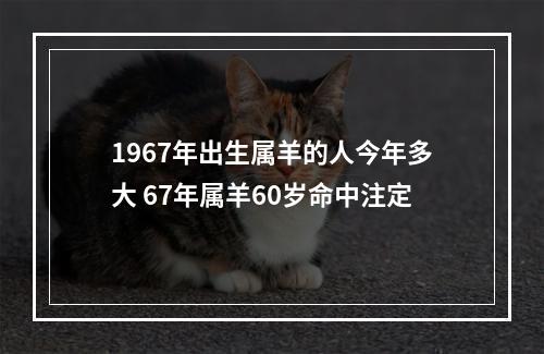 1967年出生属羊的人今年多大 67年属羊60岁命中注定