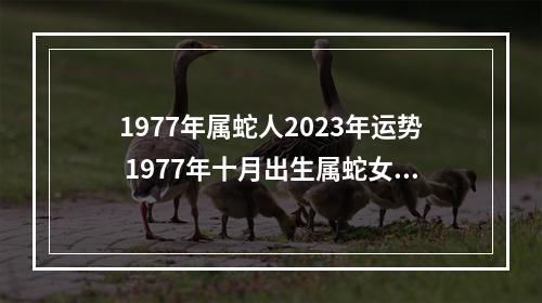1977年属蛇人2023年运势 1977年十月出生属蛇女运程
