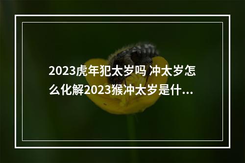 2023虎年犯太岁吗 冲太岁怎么化解2023猴冲太岁是什么意思