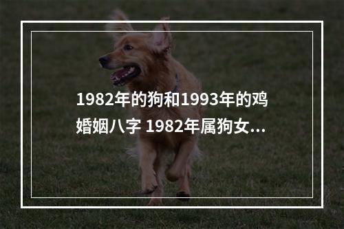 1982年的狗和1993年的鸡婚姻八字 1982年属狗女的婚姻状况