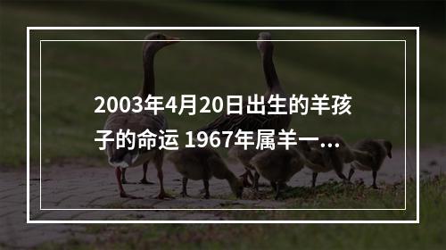 2003年4月20日出生的羊孩子的命运 1967年属羊一生幸运数字