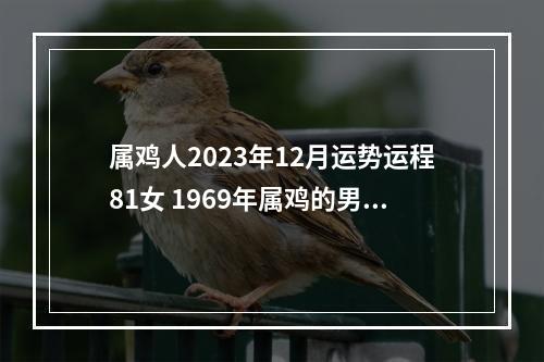 属鸡人2023年12月运势运程81女 1969年属鸡的男人在2023年的运程如何?