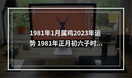 1981年1月属鸡2023年运势 1981年正月初六子时生男,2023年运气?