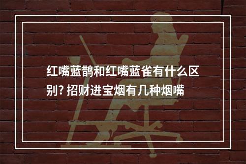 红嘴蓝鹊和红嘴蓝雀有什么区别? 招财进宝烟有几种烟嘴