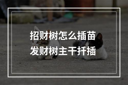 招财树怎么插苗 发财树主干扦插