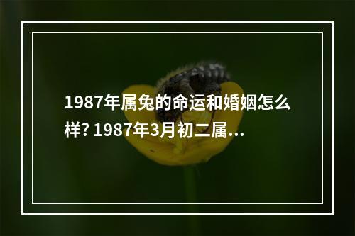 1987年属兔的命运和婚姻怎么样? 1987年3月初二属兔人是什么命运