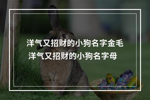 洋气又招财的小狗名字金毛 洋气又招财的小狗名字母