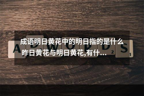 成语明日黄花中的明日指的是什么 昨日黄花与明日黄花,有什么区别?
