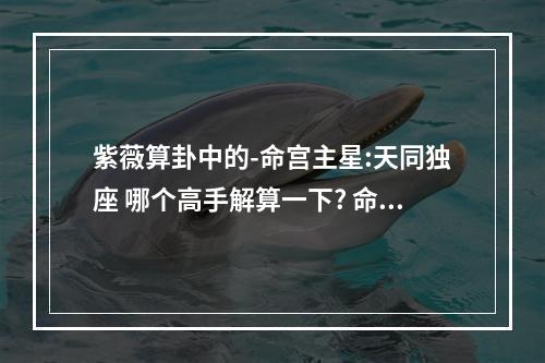 紫薇算卦中的-命宫主星:天同独座 哪个高手解算一下? 命宫和大运天同地同
