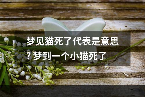 梦见猫死了代表是意思? 梦到一个小猫死了