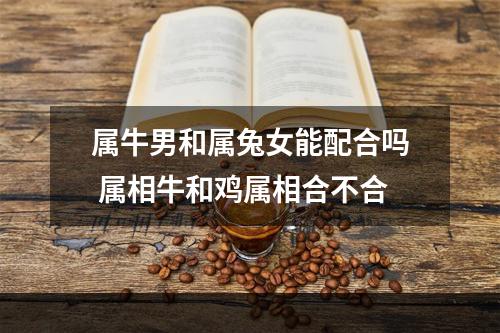属牛男和属兔女能配合吗 属相牛和鸡属相合不合