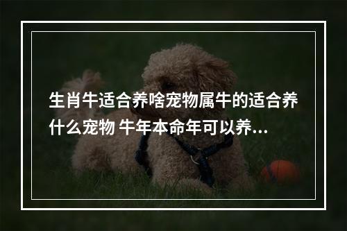 生肖牛适合养啥宠物属牛的适合养什么宠物 牛年本命年可以养猫吗