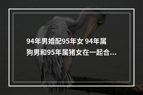 94年男婚配95年女 94年属狗男和95年属猪女在一起合适吗?
