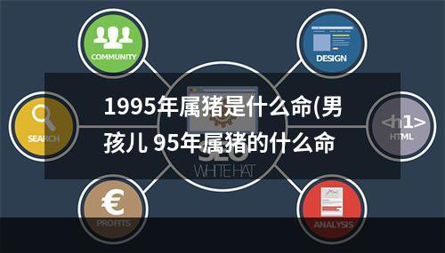 1995年属猪是什么命(男孩儿 95年属猪的什么命