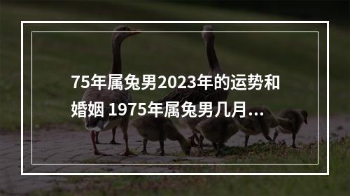 75年属兔男2023年的运势和婚姻 1975年属兔男几月出生好