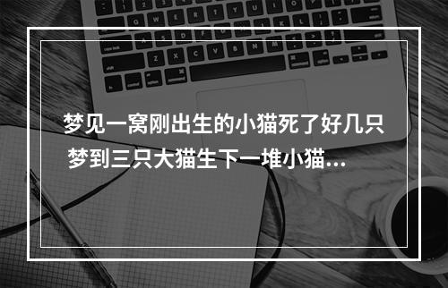 梦见一窝刚出生的小猫死了好几只 梦到三只大猫生下一堆小猫都死了?
