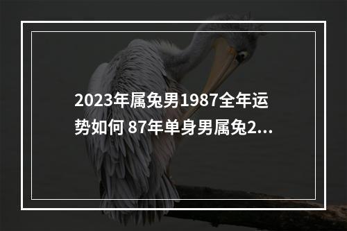 2023年属兔男1987全年运势如何 87年单身男属兔2023感情会怎么样?