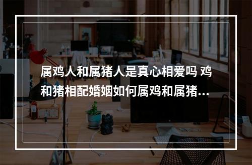 属鸡人和属猪人是真心相爱吗 鸡和猪相配婚姻如何属鸡和属猪适合当夫妻吗