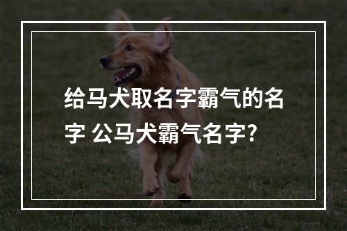 给马犬取名字霸气的名字 公马犬霸气名字?