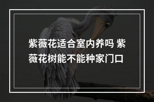 紫薇花适合室内养吗 紫薇花树能不能种家门口
