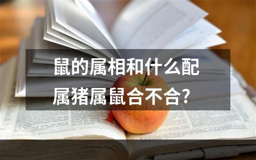 鼠的属相和什么配 属猪属鼠合不合?