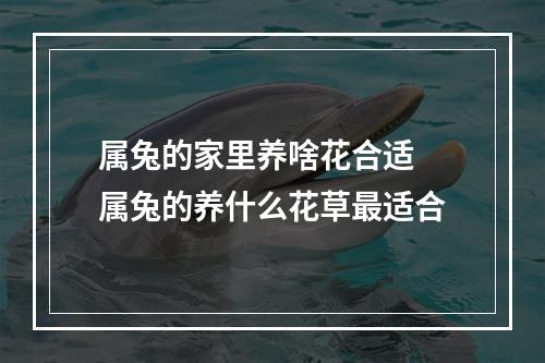 属兔的家里养啥花合适 属兔的养什么花草最适合