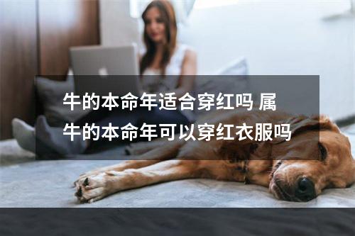 牛的本命年适合穿红吗 属牛的本命年可以穿红衣服吗