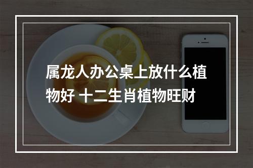 属龙人办公桌上放什么植物好 十二生肖植物旺财