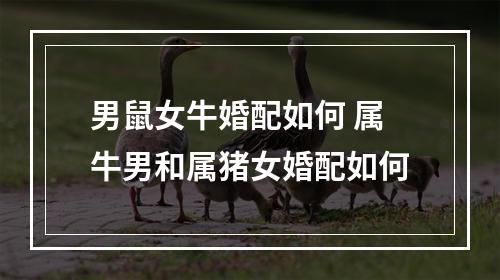 男鼠女牛婚配如何 属牛男和属猪女婚配如何