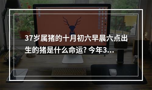 37岁属猪的十月初六早晨六点出生的猪是什么命运? 今年37岁属猪是什么命