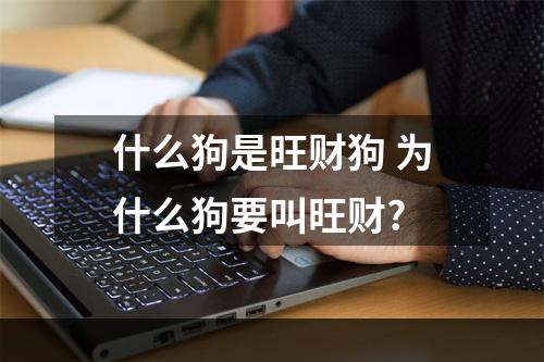 什么狗是旺财狗 为什么狗要叫旺财?