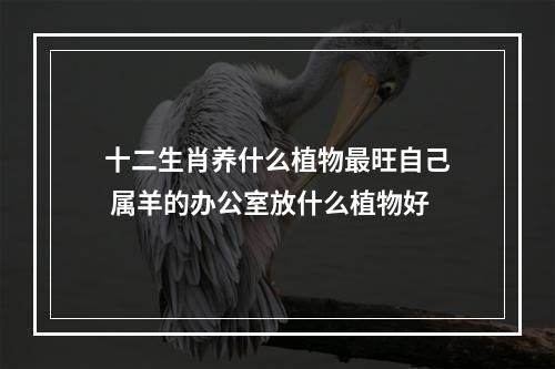 十二生肖养什么植物最旺自己 属羊的办公室放什么植物好