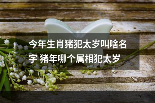 今年生肖猪犯太岁叫啥名字 猪年哪个属相犯太岁
