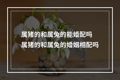 属猪的和属兔的能婚配吗 属猪的和属兔的婚姻相配吗