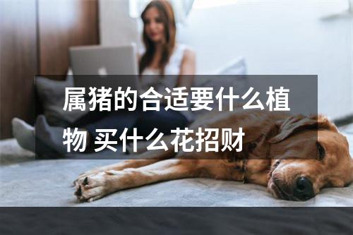 属猪的合适要什么植物 买什么花招财