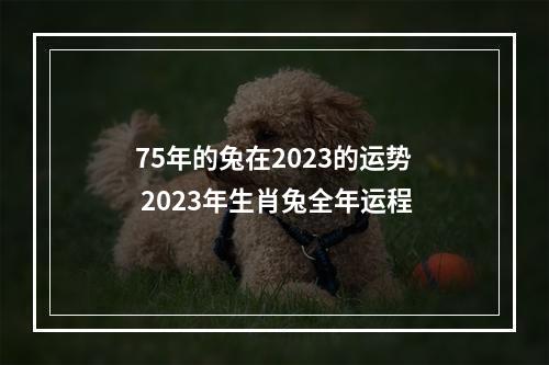 75年的兔在2023的运势 2023年生肖兔全年运程