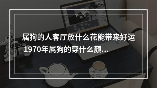 属狗的人客厅放什么花能带来好运 1970年属狗的穿什么颜色比较好