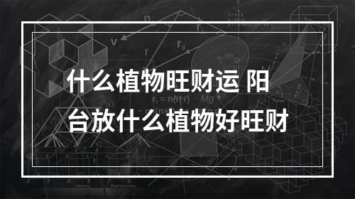 什么植物旺财运 阳台放什么植物好旺财