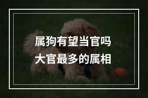 属狗有望当官吗 大官最多的属相