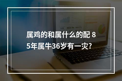 属鸡的和属什么的配 85年属牛36岁有一灾?