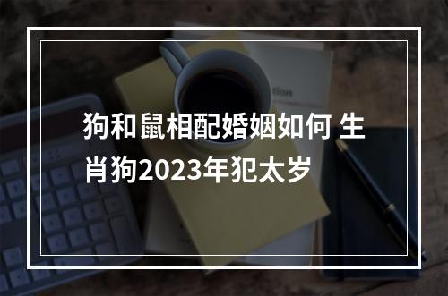 狗和鼠相配婚姻如何 生肖狗2023年犯太岁