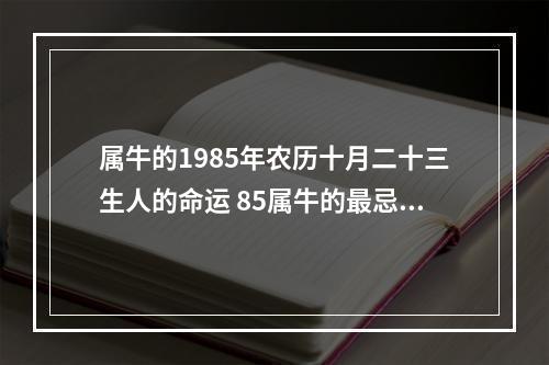 属牛的1985年农历十月二十三生人的命运 85属牛的最忌讳10月出生