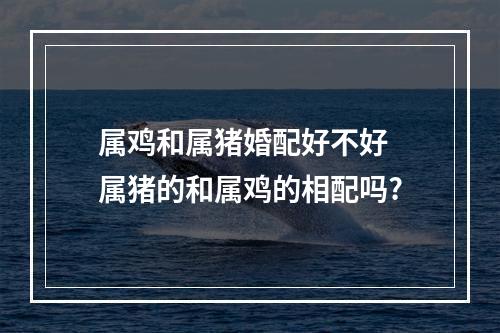 属鸡和属猪婚配好不好 属猪的和属鸡的相配吗?