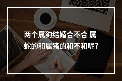两个属狗结婚合不合 属蛇的和属猪的和不和呢?