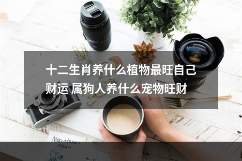 十二生肖养什么植物最旺自己财运 属狗人养什么宠物旺财
