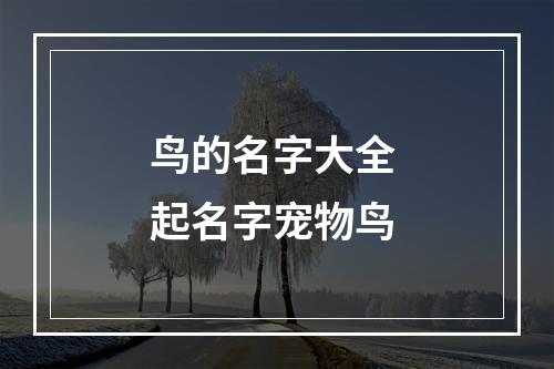 鸟的名字大全 起名字宠物鸟