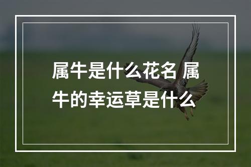 属牛是什么花名 属牛的幸运草是什么